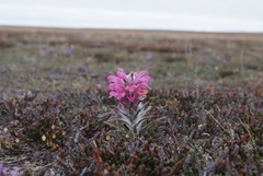 Pedicularis alopecuroides