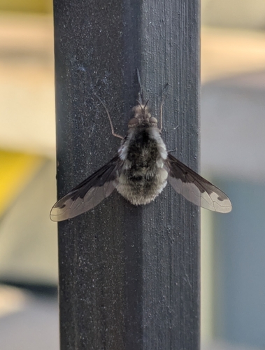 Unknown species found near N Virginia Street at Planetarium, Reno, NV 89503, USA