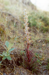 Pedicularis alopecuroides