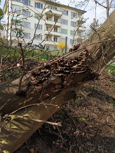 Angebrannter Rauchporling