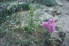 Pedicularis alopecuroides