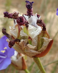 Aristea oligocephala