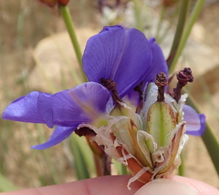 Aristea oligocephala