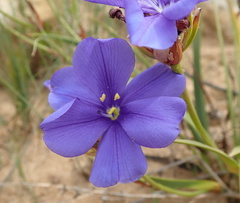 Aristea oligocephala