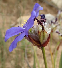 Aristea oligocephala