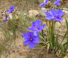 Aristea oligocephala
