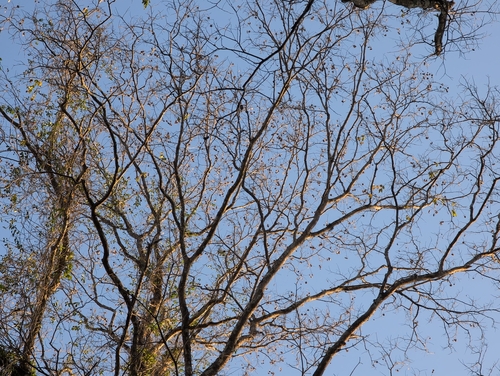 Pterocarpus dalbergioides, photograph 3