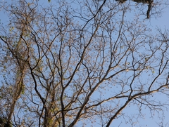 Pterocarpus dalbergioides, photograph (c) T R Shankar Raman, some rights reserved (CC BY)