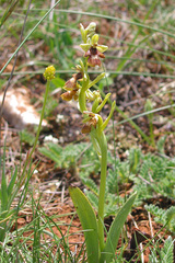 Ophrys insectifera aymoninii