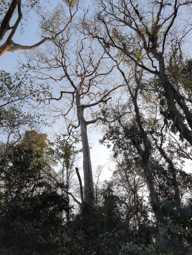Shidam tree (Tetrameles nudiflora)