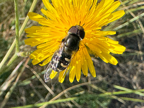 Unknown species found near Bald Mountain Trail, San Jose, CA, US