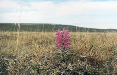 Pedicularis alopecuroides