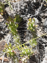 Austrocylindropuntia shaferi
