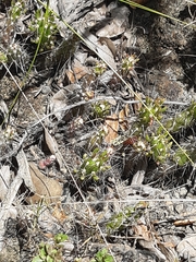 Austrocylindropuntia shaferi