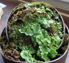 Marchantia polymorpha ruderalis