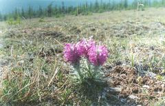 Pedicularis alopecuroides