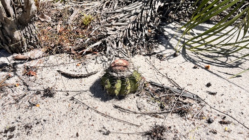Turk's-cap cactus (Melocactus violaceus)