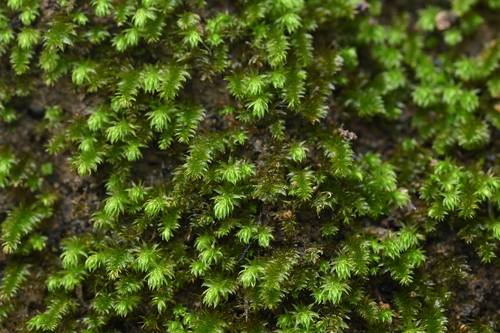 Herpetineuron toccoae observed 2026-03-19