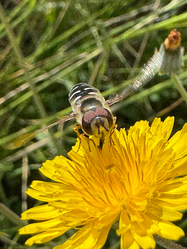 Unknown species found near Sierra Azul Open Space - Mt. Umunhum Area, Santa Clara County, US-CA, US