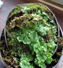 Marchantia polymorpha ruderalis