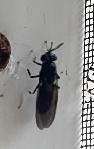 Unknown species found near Wailuku Dr, Pensacola, FL, US