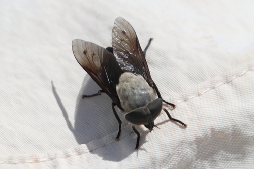 Unknown species found near Inyo County, CA, USA