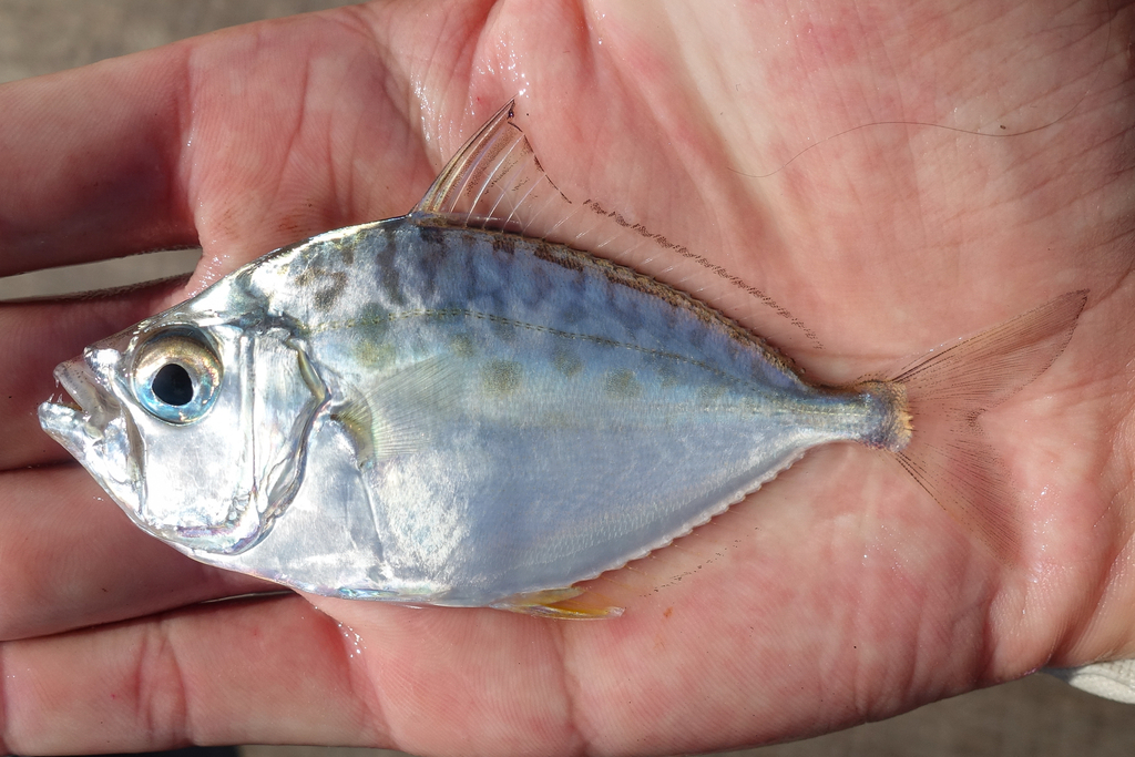 Rhomboid ponyfish (Gazza rhombea) — Leiognathidae