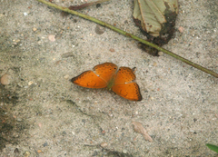 Cirrochroa tyche mithila