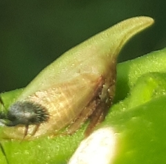 Enchenopa squamigera