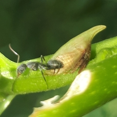 Enchenopa squamigera