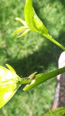 Enchenopa squamigera