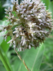 Strangalia luteicornis