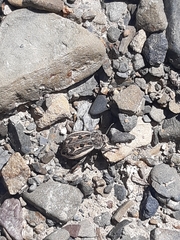 Pilobalia decorata