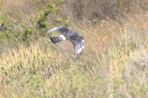 iNaturalist image