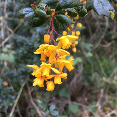 Berberis darwinii