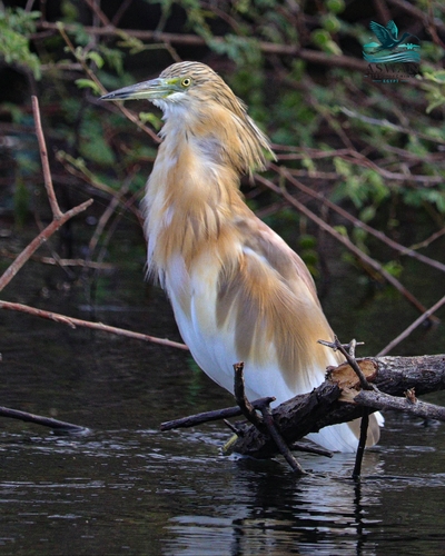 iNaturalist: (c) Ismael Khalifa, some rights reserved (CC BY-NC), uploaded by Ismael Khalifa iNaturalist image