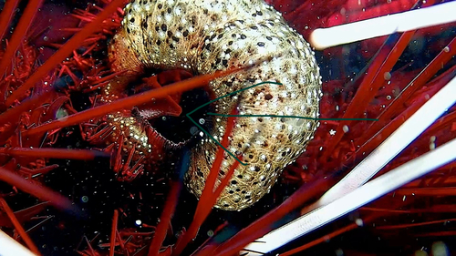Echinoecus pentagonus observed 2026-03-25