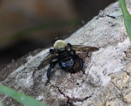 Unknown species found near Fort Bend County, TX, USA