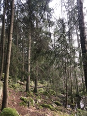 Picea abies
