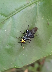 Cyphomyia