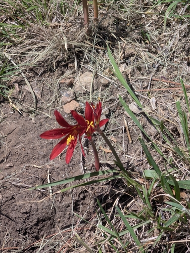 Oxblood Lily (Zephyranthes bifida)