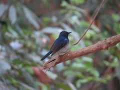 Cyornis hainanus