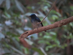 Cyornis hainanus