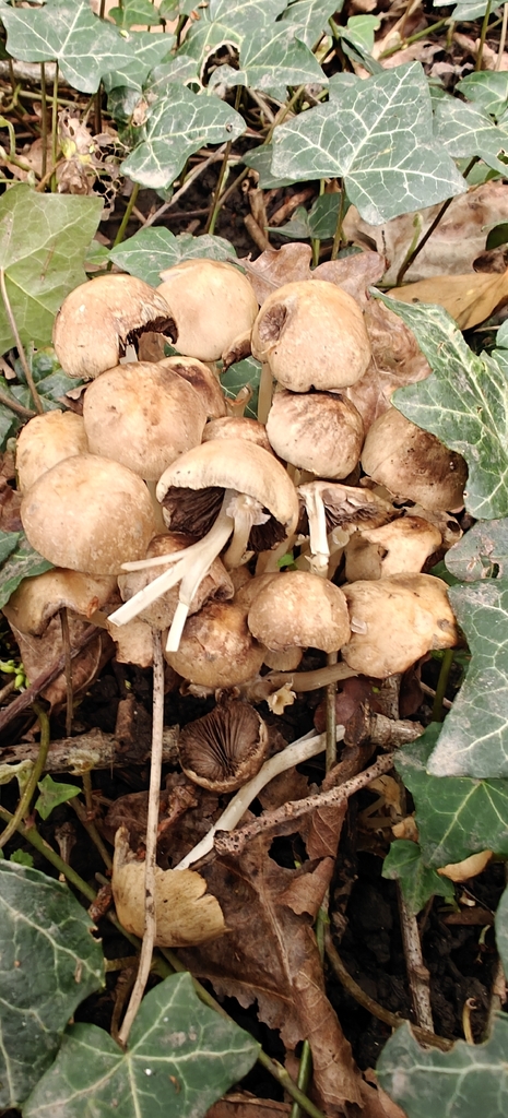 Britzelmayria multipedata