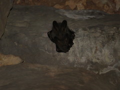 Megaderma spasma