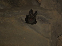Megaderma spasma