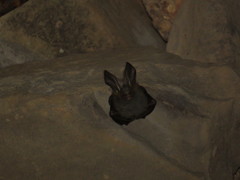 Megaderma spasma