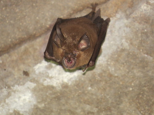Intermediate Horseshoe Bat