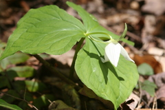 Trillium