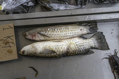 Ellochelon vaigiensis